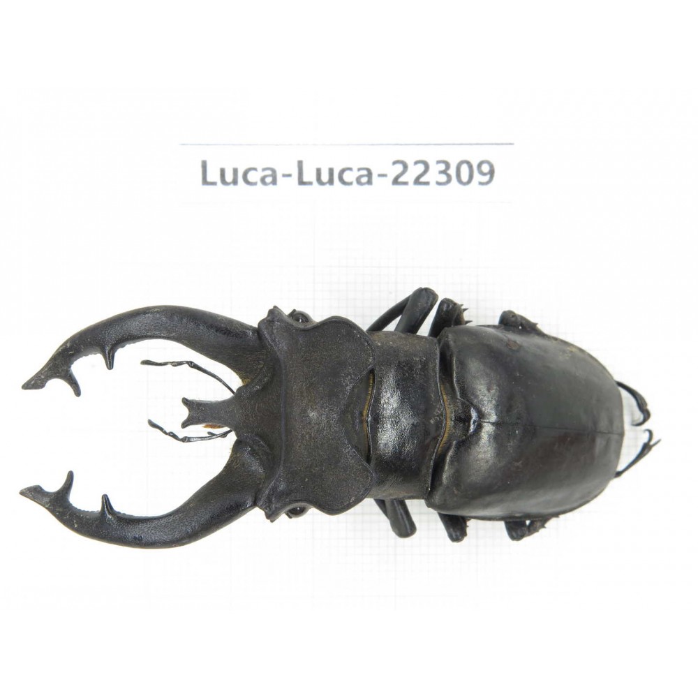 Lucanus fryi. China, Yunnan, Nujiang, Lushui county.1M. Luca-Luca-22309.