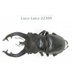 Lucanus fryi. China, Yunnan, Nujiang, Lushui county.1M. Luca-Luca-22309.