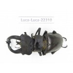 Lucanus fryi. China, Yunnan, Nujiang, Lushui county.1M. Luca-Luca-22310.