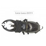 Lucanus fryi. China, Yunnan, Nujiang, Lushui county.1M. Luca-Luca-22311.