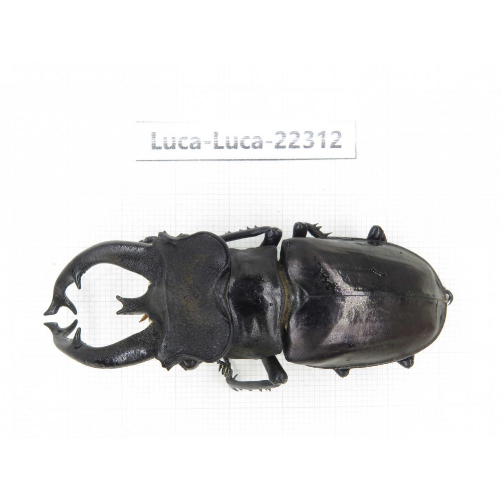 Lucanus fryi. China, Yunnan, Nujiang, Lushui county.1M. Luca-Luca-22312.