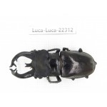 Lucanus fryi. China, Yunnan, Nujiang, Lushui county.1M. Luca-Luca-22312.