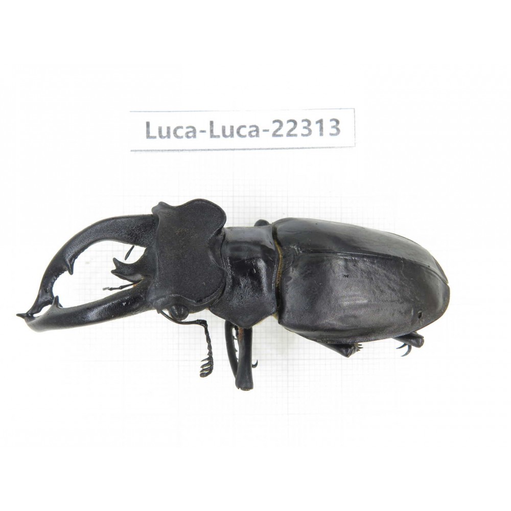 Lucanus fryi. China, Yunnan, Nujiang, Lushui county.1M. Luca-Luca-22313.