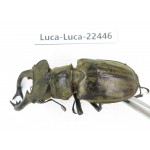 Lucanus nangsara. Myanmar, Kechin area, Nanse. 1M. Luca-Luca-22446.