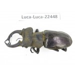 Lucanus nangsara. Myanmar, Kechin area, Nanse. 1M. Luca-Luca-22448.