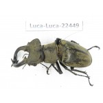 Lucanus nangsara. Myanmar, Kechin area, Nanse. 1M. Luca-Luca-22449.