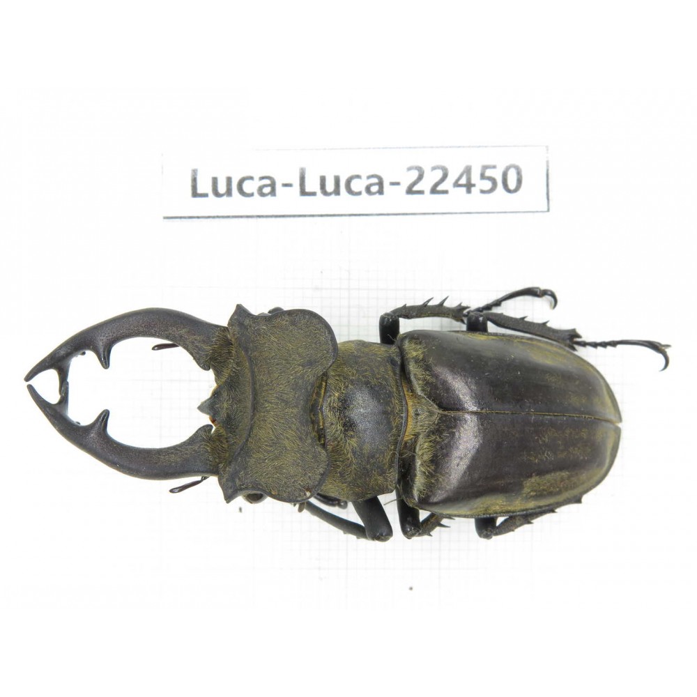 Lucanus nangsara. Myanmar, Kechin area, Nanse. 1M. Luca-Luca-22450.
