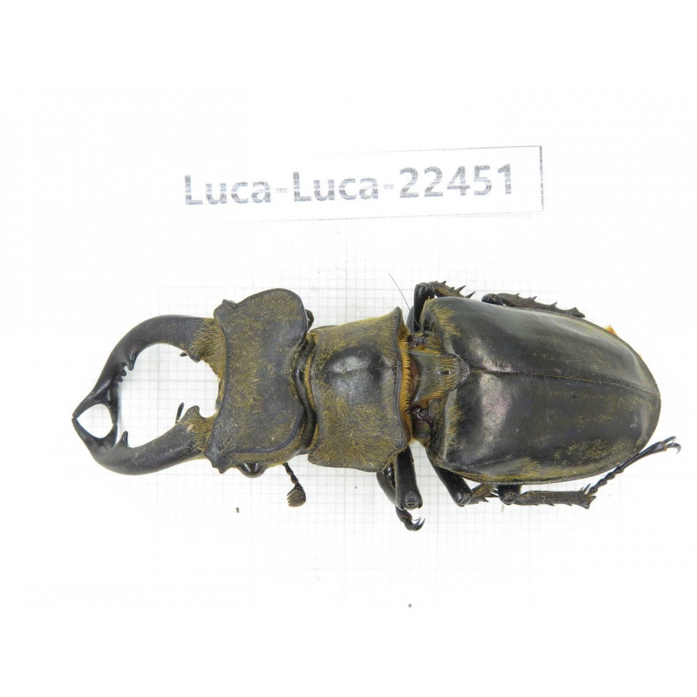 Lucanus nangsara. Myanmar, Kechin area, Nanse. 1M. Luca-Luca-22451.