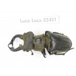 Lucanus nangsara. Myanmar, Kechin area, Nanse. 1M. Luca-Luca-22451.