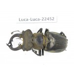 Lucanus nangsara. Myanmar, Kechin area, Nanse. 1M. Luca-Luca-22452.