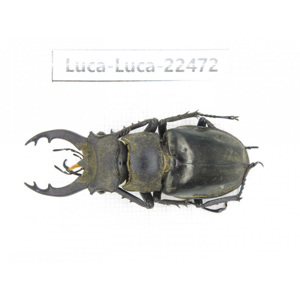 Lucanus nangsara. Myanmar, Kechin area, Nanse. 1M. Luca-Luca-22472.