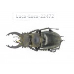 Lucanus nangsara. Myanmar, Kechin area, Nanse. 1M. Luca-Luca-22472.