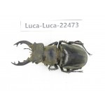 Lucanus nangsara. Myanmar, Kechin area, Nanse. 1M. Luca-Luca-22473.