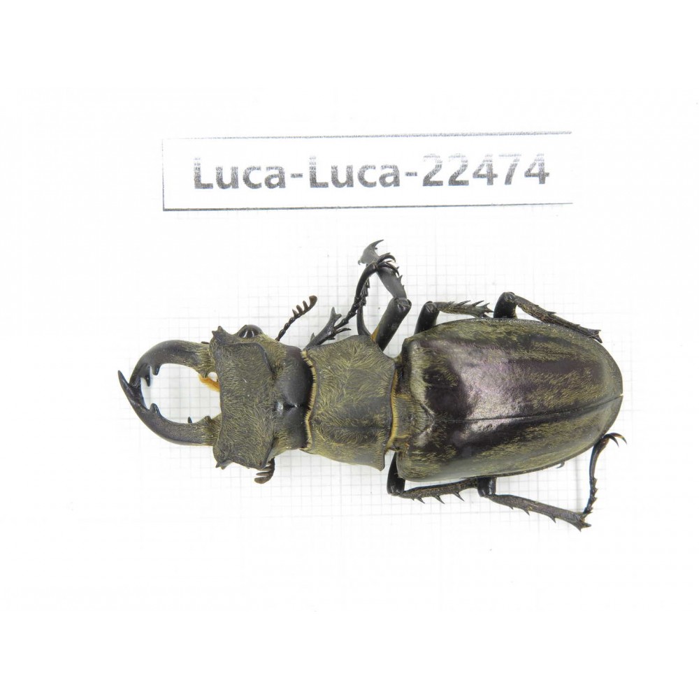 Lucanus nangsara. Myanmar, Kechin area, Nanse. 1M. Luca-Luca-22474.