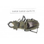 Lucanus nangsara. Myanmar, Kechin area, Nanse. 1M. Luca-Luca-22474.