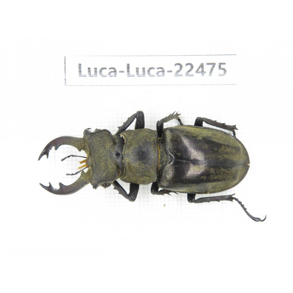 Lucanus nangsara. Myanmar, Kechin area, Nanse. 1M. Luca-Luca-22475.