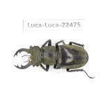 Lucanus nangsara. Myanmar, Kechin area, Nanse. 1M. Luca-Luca-22475.