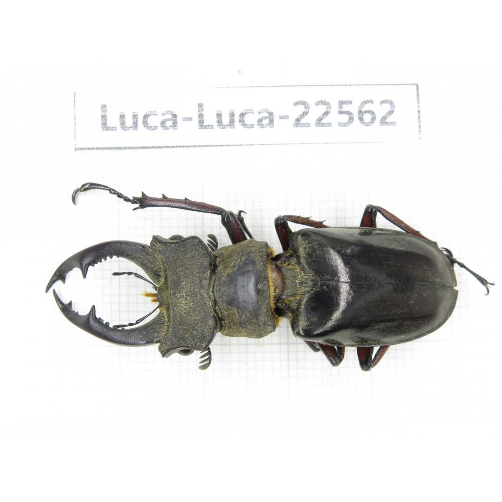 Lucanus prossi. Myanmar, Kechin area, Nanse. 1M. Luca-Luca-22562.