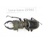 Lucanus prossi. Myanmar, Kechin area, Nanse. 1M. Luca-Luca-22562.