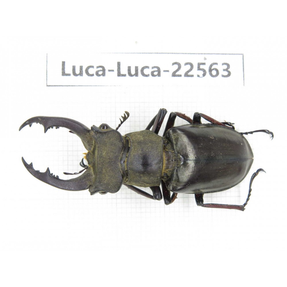 Lucanus prossi. Myanmar, Kechin area, Nanse. 1M. Luca-Luca-22563.