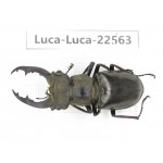 Lucanus prossi. Myanmar, Kechin area, Nanse. 1M. Luca-Luca-22563.
