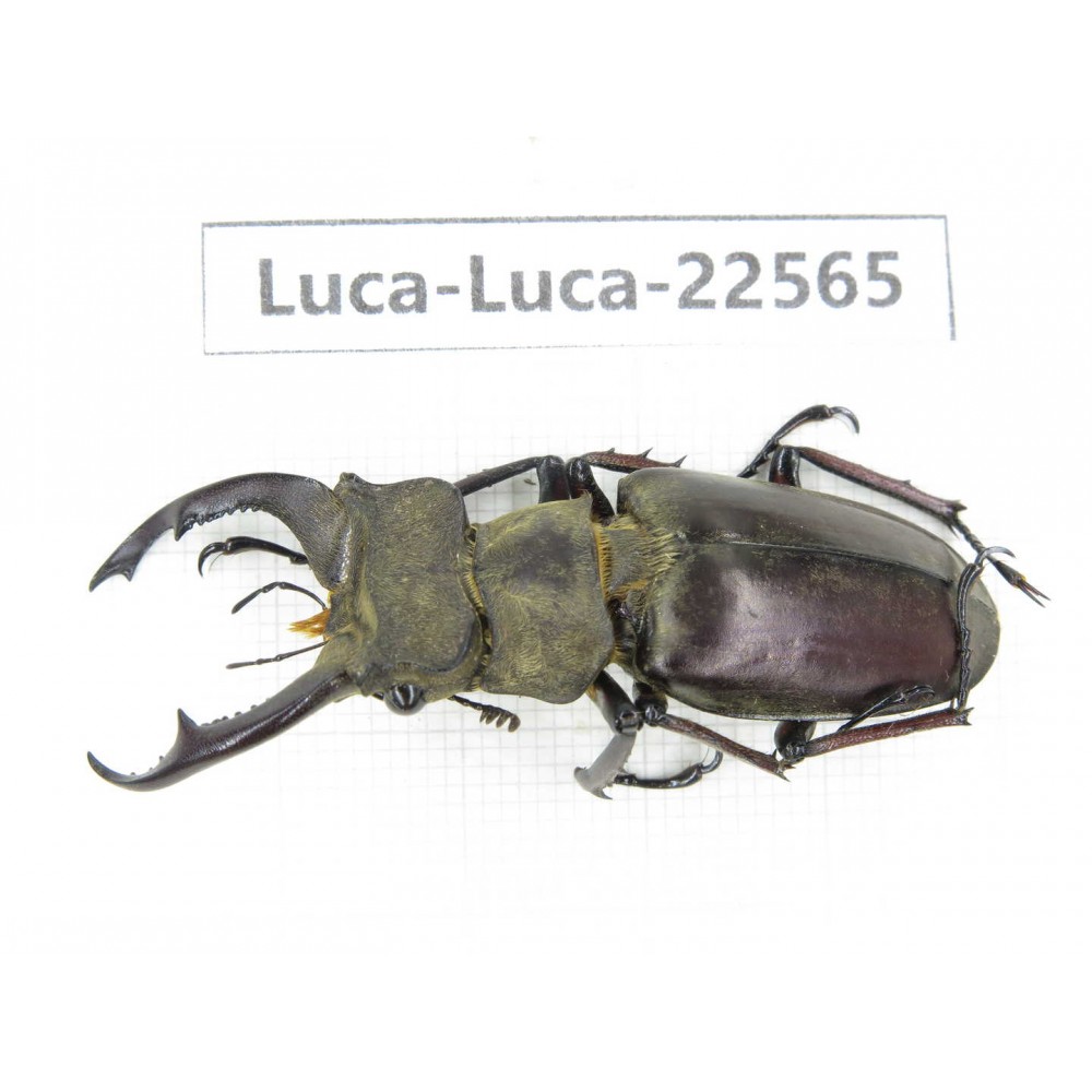 Lucanus prossi. Myanmar, Kechin area, Nanse. 1M. Luca-Luca-22565.