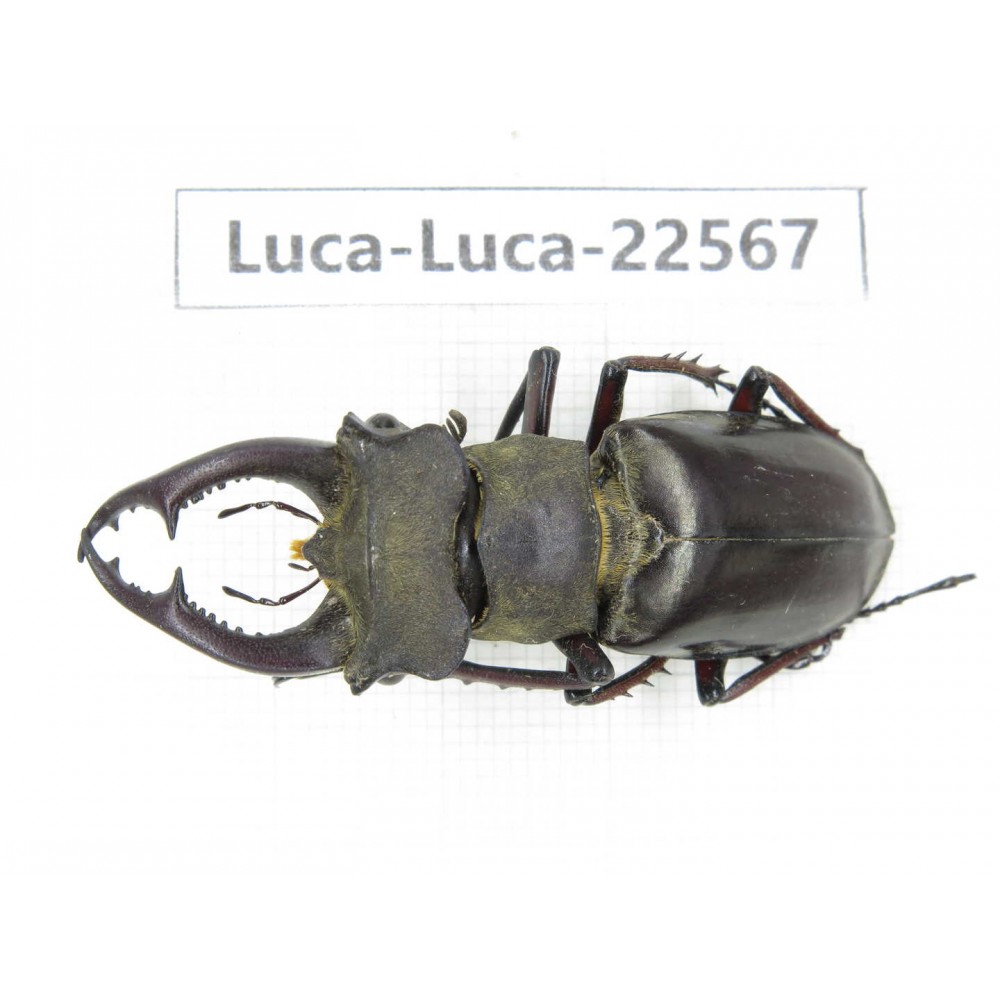 Lucanus prossi. Myanmar, Kechin area, Nanse. 1M. Luca-Luca-22567.