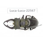 Lucanus prossi. Myanmar, Kechin area, Nanse. 1M. Luca-Luca-22567.