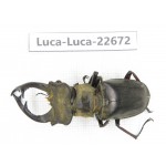 Lucanus prossi. Myanmar, Kechin area, Nanse. 1M. Luca-Luca-22672.