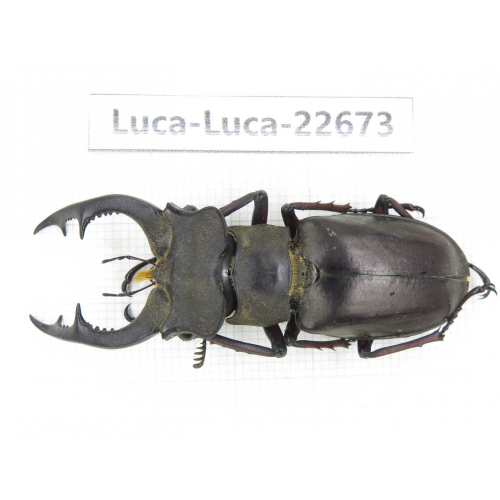 Lucanus prossi. Myanmar, Kechin area, Nanse. 1M. Luca-Luca-22673.