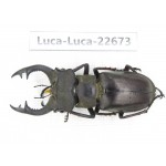 Lucanus prossi. Myanmar, Kechin area, Nanse. 1M. Luca-Luca-22673.