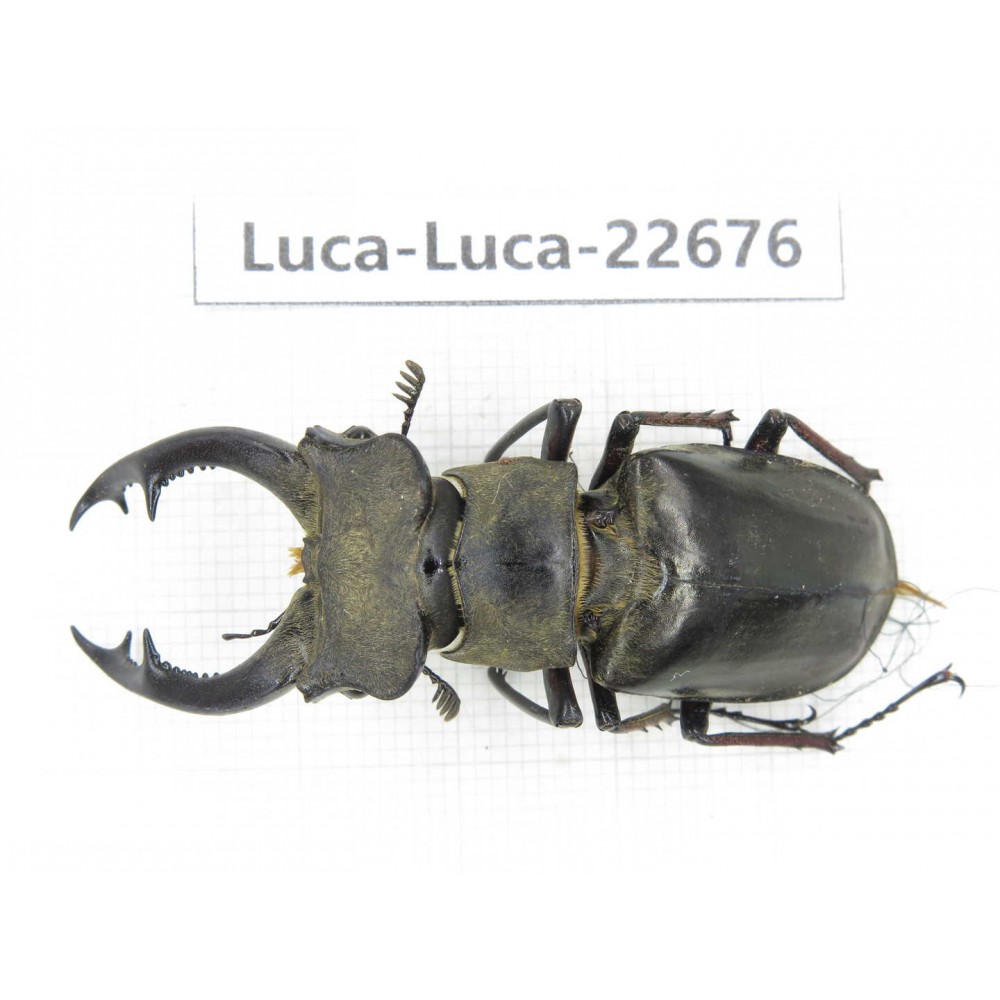Lucanus prossi. Myanmar, Kechin area, Nanse. 1M. Luca-Luca-22676.