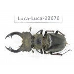 Lucanus prossi. Myanmar, Kechin area, Nanse. 1M. Luca-Luca-22676.