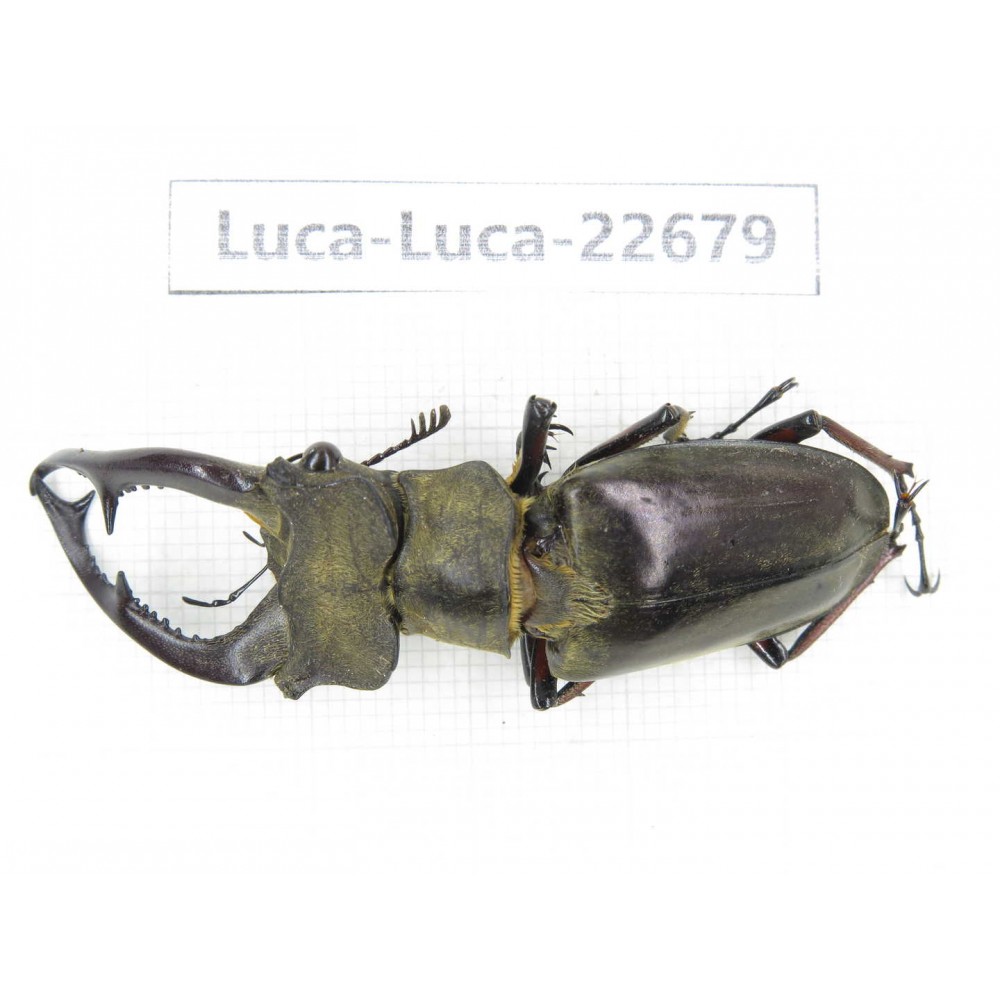 Lucanus prossi. Myanmar, Kechin area, Nanse. 1M. Luca-Luca-22679.