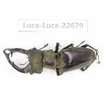 Lucanus prossi. Myanmar, Kechin area, Nanse. 1M. Luca-Luca-22679.