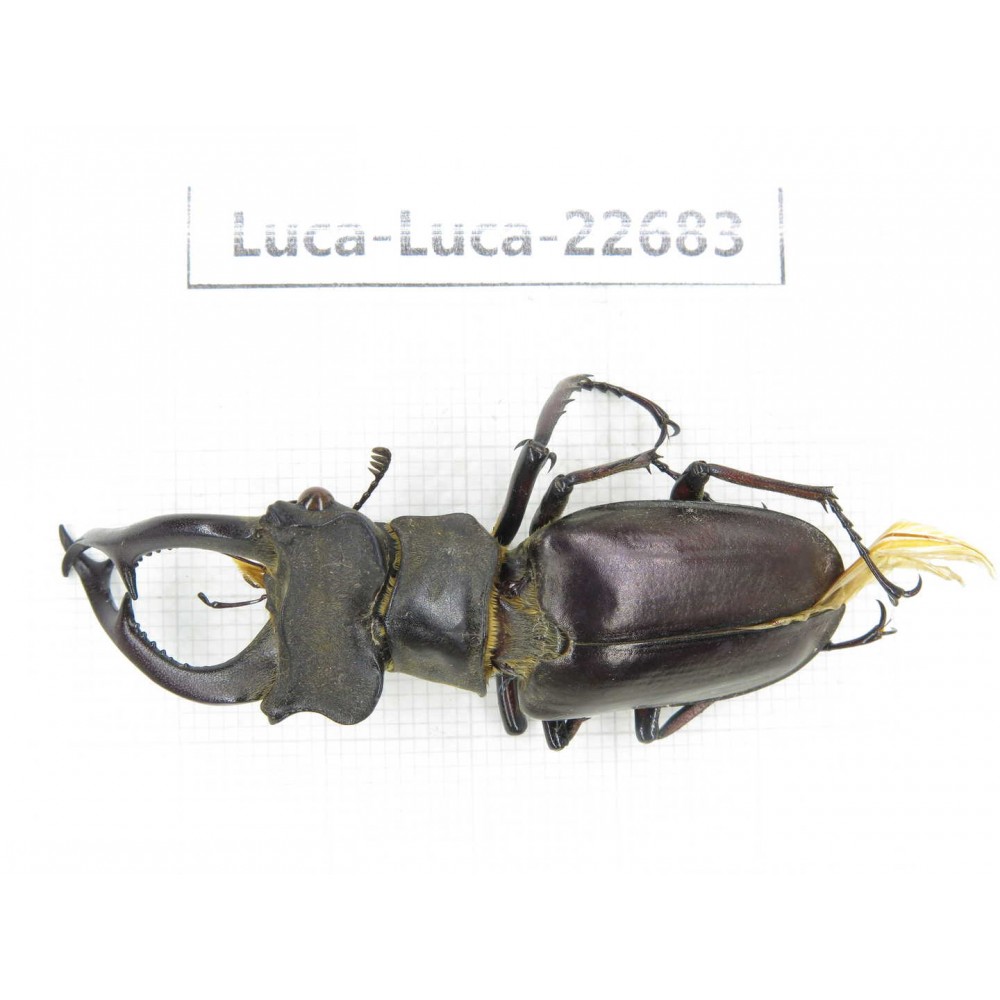 Lucanus prossi. Myanmar, Kechin area, Nanse. 1M. Luca-Luca-22683.
