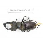 Lucanus prossi. Myanmar, Kechin area, Nanse. 1M. Luca-Luca-22683.