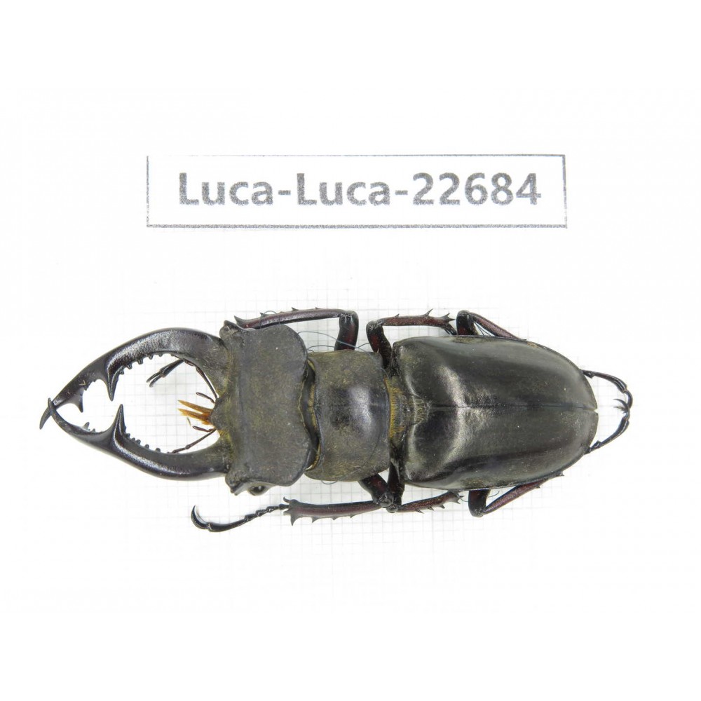 Lucanus prossi. Myanmar, Kechin area, Nanse. 1M. Luca-Luca-22684.