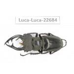 Lucanus prossi. Myanmar, Kechin area, Nanse. 1M. Luca-Luca-22684.