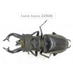 Lucanus tibetanus gennestieri. Myanmar, Kechin area, Nanse. 1M. Luca-Luca-22806.
