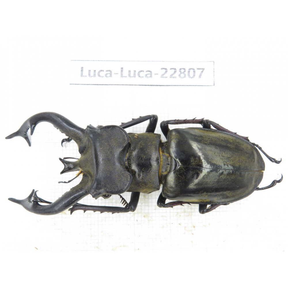 Lucanus tibetanus gennestieri. Myanmar, Kechin area, Nanse. 1M. Luca-Luca-22807.