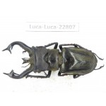 Lucanus tibetanus gennestieri. Myanmar, Kechin area, Nanse. 1M. Luca-Luca-22807.