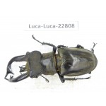 Lucanus tibetanus gennestieri. Myanmar, Kechin area, Nanse. 1M. Luca-Luca-22808.
