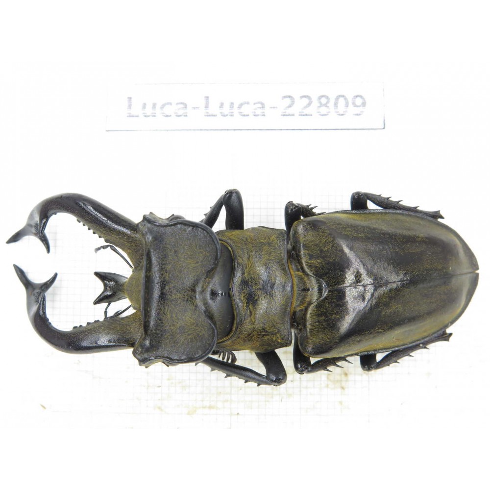 Lucanus tibetanus gennestieri. Myanmar, Kechin area, Nanse. 1M. Luca-Luca-22809.