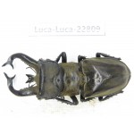 Lucanus tibetanus gennestieri. Myanmar, Kechin area, Nanse. 1M. Luca-Luca-22809.