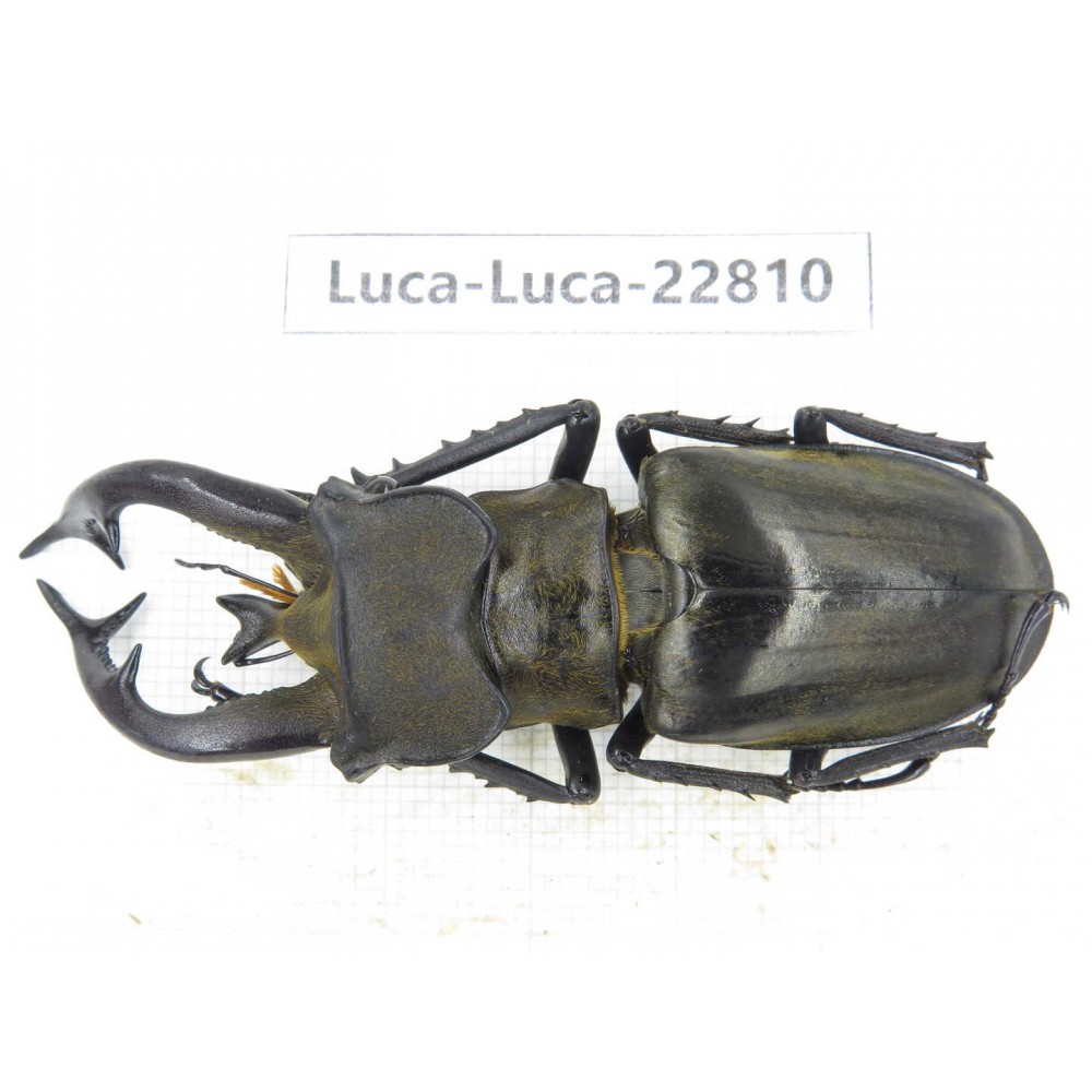 Lucanus tibetanus gennestieri. Myanmar, Kechin area, Nanse. 1M. Luca-Luca-22810.