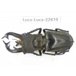 Lucanus tibetanus gennestieri. Myanmar, Kechin area, Nanse. 1M. Luca-Luca-22810.