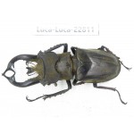 Lucanus tibetanus gennestieri. Myanmar, Kechin area, Nanse. 1M. Luca-Luca-22811.