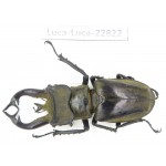 Lucanus tibetanus gennestieri. Myanmar, Kechin area, Nanse. 1M. Luca-Luca-22822.