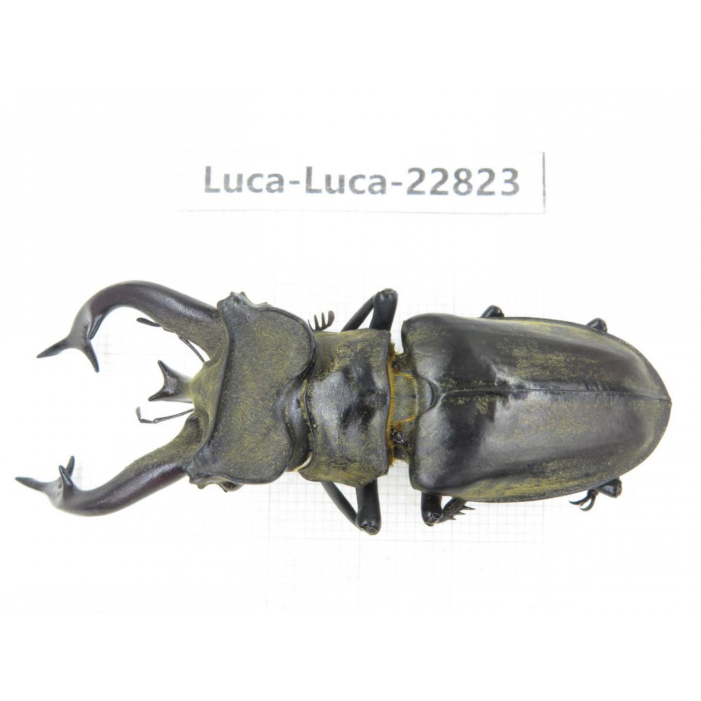 Lucanus tibetanus gennestieri. Myanmar, Kechin area, Nanse. 1M. Luca-Luca-22823.